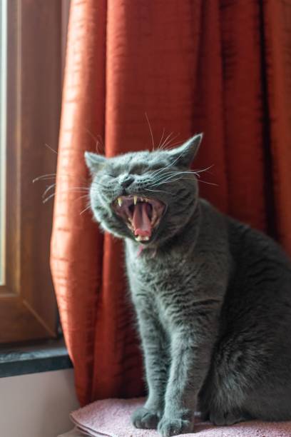 istock Vertical shot of a cute frey cat yawning 1466310177