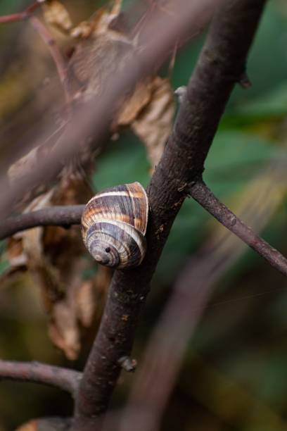 istock Vertical shot of a small snail on the branch 1466310189