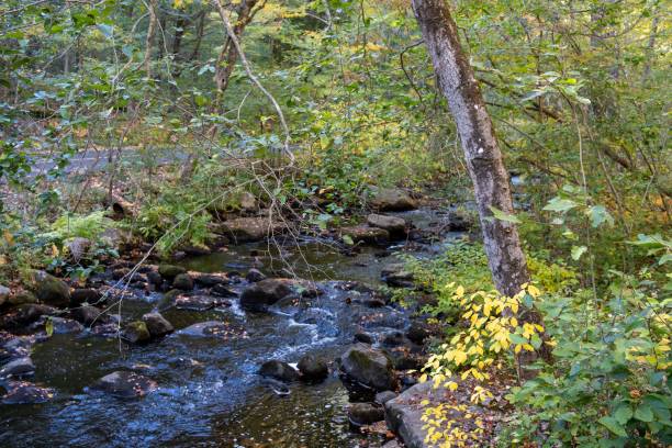 istock Narrow river flowing in the forest 1466310456