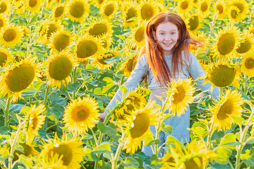 A bright sunny day. A young girl with red hair runs through a yellow agricultural field of sunflowers. Outdoor recreation.
