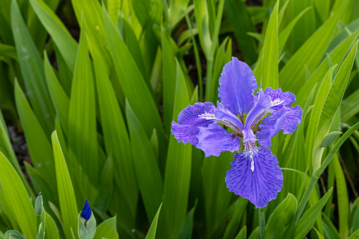 A closeup shot of a light blue Shenan flower with beautiful green leaves