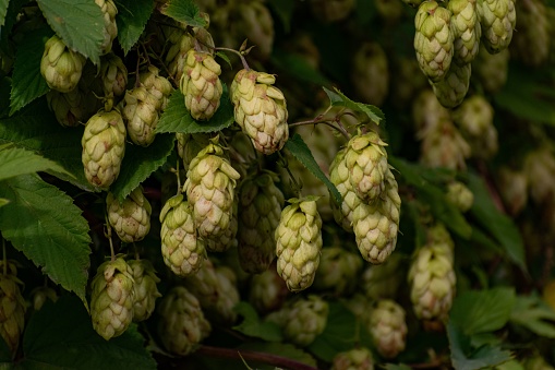 The cascade hop cones on the branches with green leaves