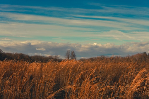 The tall grass in the wide field and plains under the blue cloudy sky during the autumn season