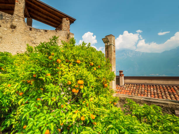Limone sul Garda Limone garden with fresh fruits at the plantation