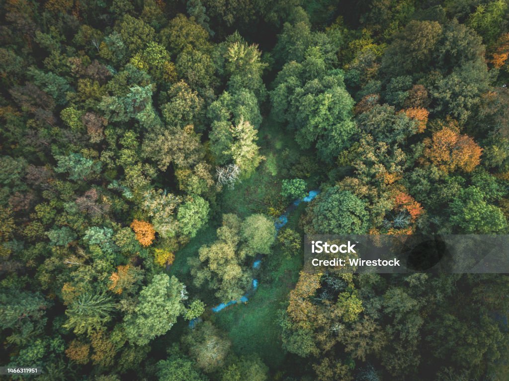 Autumn forest from above. Coloured trees in autumn from above. Above Stock Photo