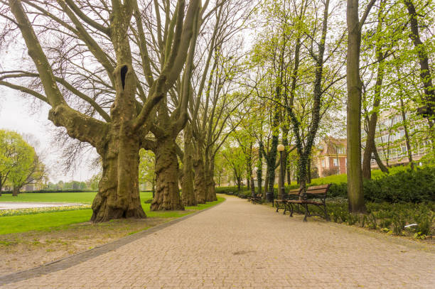 istock Walkway through tall trees and empty benches in a park 1466312247