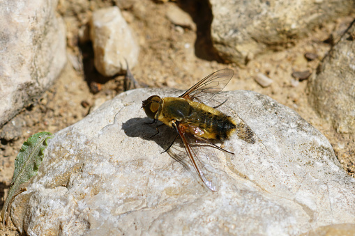 Closeup of one of the beeflies in the Gard, France , Villa hottentotta sitting on a stone