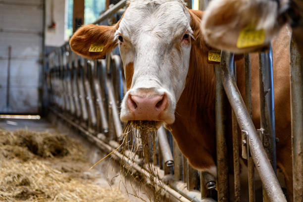 istock Cows eating hay in barn on a farm. 1466312571