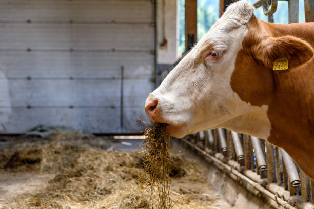 istock Cows eating hay in barn on a farm. 1466312600