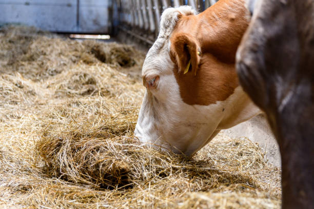 istock Cows eating hay in barn on a farm. 1466312603
