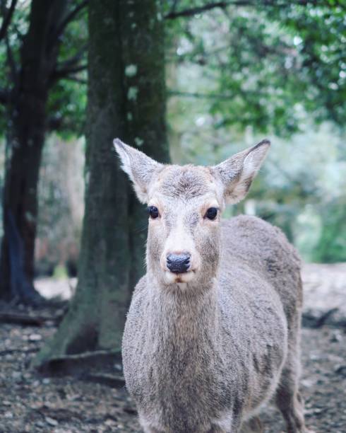 istock Deer stands in a dirt clearing surrounded by a lush forest of trees 1466312667