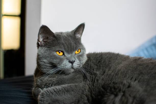 istock Cute British Shorthair cat laying on the bed 1466312910