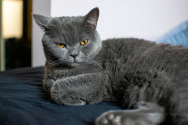 istock Cute British Shorthair cat laying on the bed 1466312913