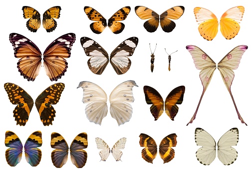 Collection of stunning butterfly wings isolated on a white background