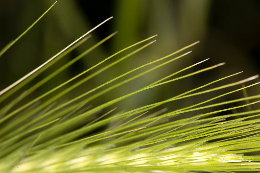 A closeup of the wheat details.