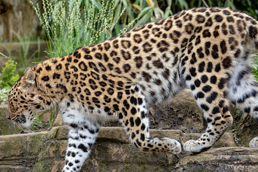 A closeup of the leopard. Side view.