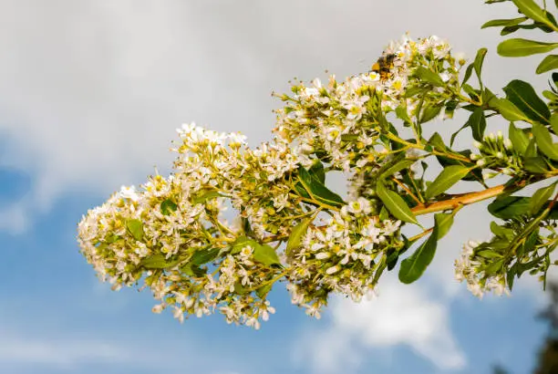 Photo of Tropical white flower in a garden back sky