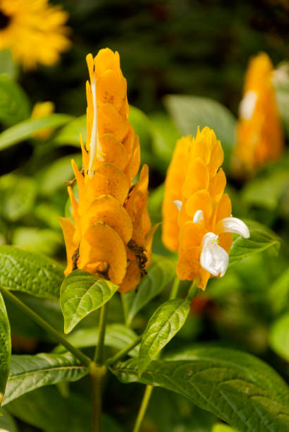 Flower Justicia brandegeeana called yellow shrimp in Guatemala. Flower Justicia brandegeeana called yellow shrimp in Guatemala, central america. justicia brandegeeana stock pictures, royalty-free photos & images