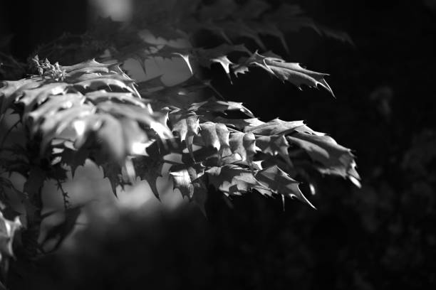istock Grayscale of tree leaves 1466313871