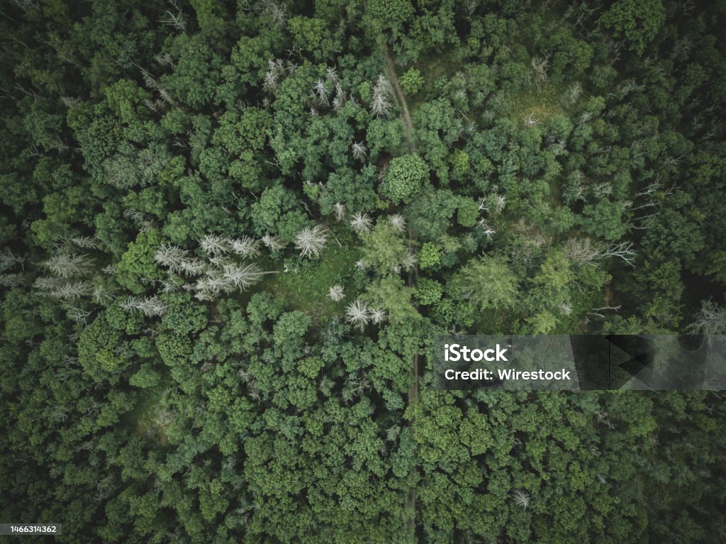 Aerial photo of green trees. Green simple forest textures from above. Above Stock Photo