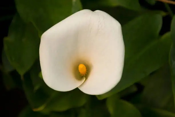 Zantedeschia aethiopica or Lily of the Nile. Guatemala.
