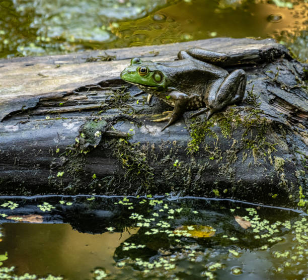 istock Frog on a tree log in the lake 1466316947