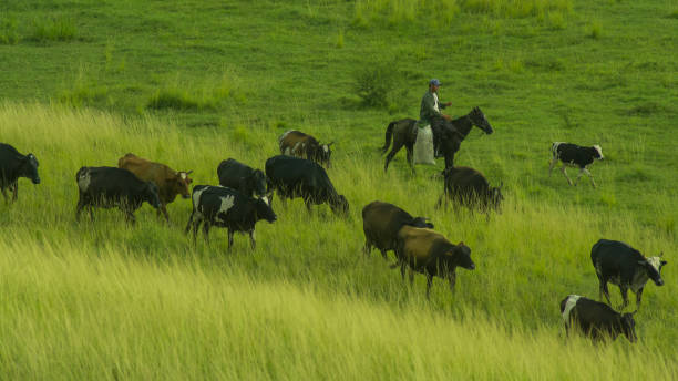 istock Group of cattle grazing on a meadow 1466317274