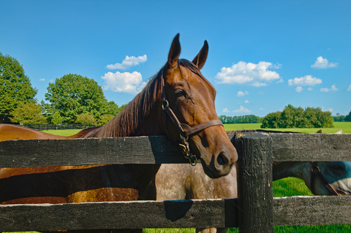 A beautiful thoroughbred brown horse behind a farm fence on a background of a green field, trees, and the blue sky