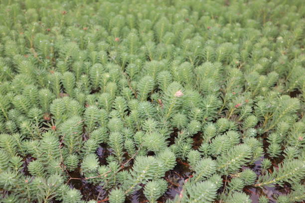 зеленое водное растение myriophyllum aquaticum - myriophyllum aquaticum стоковые фото и изображения