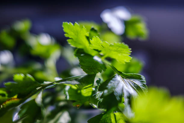 leaf of green parsley taken against the light, very shallow focus of the shot