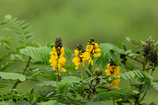 The yellow panicle-like flowers of African senna stand upright above the leaflets against a blurred background.