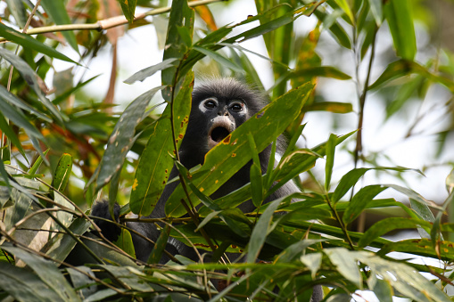 Mouth wide open, Dusky Leaf Monkey, Trachypithecus obscurus, Endangered, Kaeng Krachan National Park, UNESCO World Heritage, Thailand.