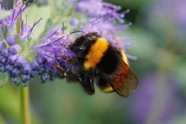 istock Closeup on a queen buff-tailed or large earth bumblebee, Bombus terrestris 1466319201