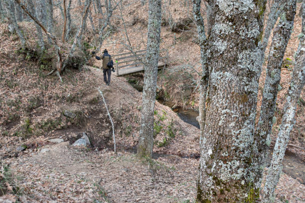 istock Forest background with autumn forest trees and person walking in 1466319283