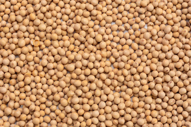 istock Top view of soy beans on a surface. 1466319312