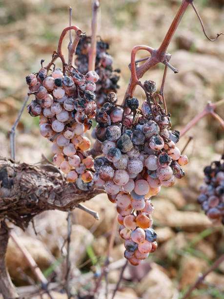 istock Selective closeup of the rotten grape bunch on a vine 1466320285