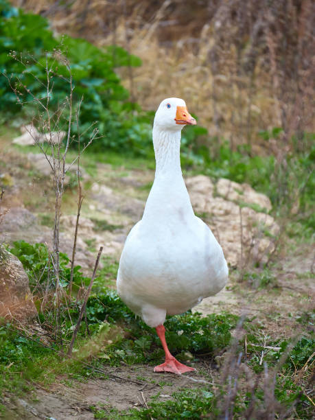 istock Selective of a white domestic goose in greenery 1466320294