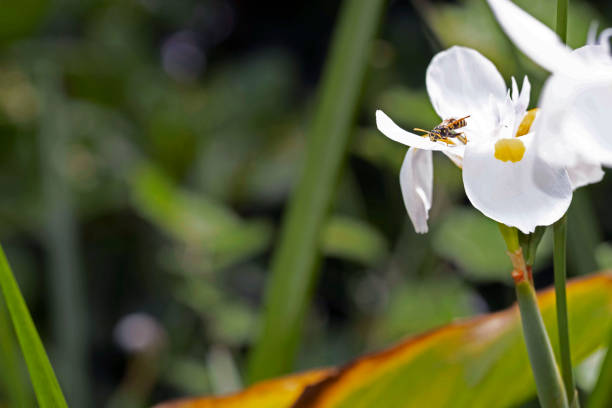 A selective focus shot of wasp on white iris