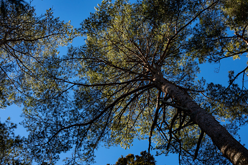 A bottom-up view of the Alpine pines with a bright blue sky as the background.