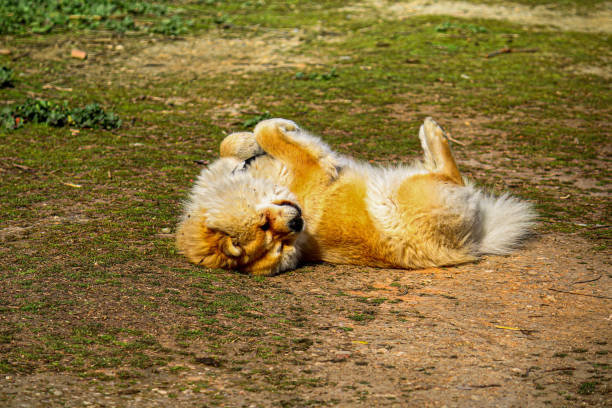 istock Selective of a cute fluffy Chow Chow dog in a park 1466320851