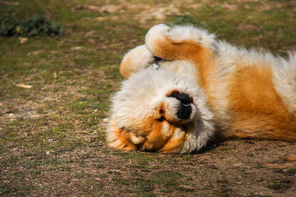 istock Selective of a cute fluffy Chow Chow dog in a park 1466320852