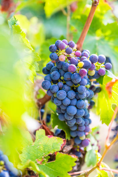 blue bunch of grapes hang on a vine plant in september before harvest, some green and red grapes inbetween - agriculture purple vine grape leaf imagens e fotografias de stock