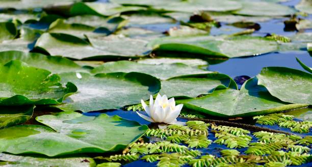 istock Waterlily into the sun 1466320993