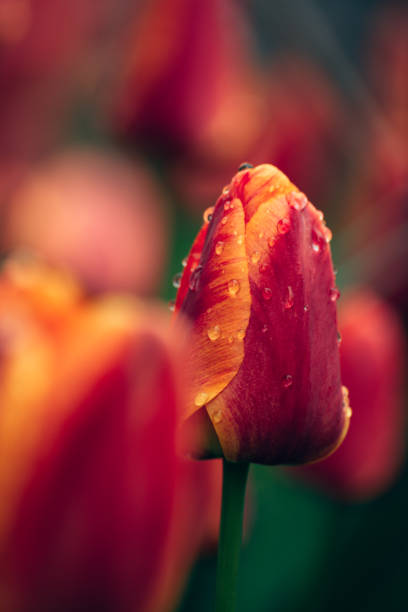 istock Vertical shot of beautiful tulips covered in dewdrops 1466321056