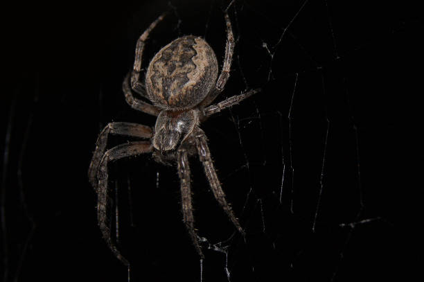 istock Closeup of a spider on a spiderweb on a black background 1466321459
