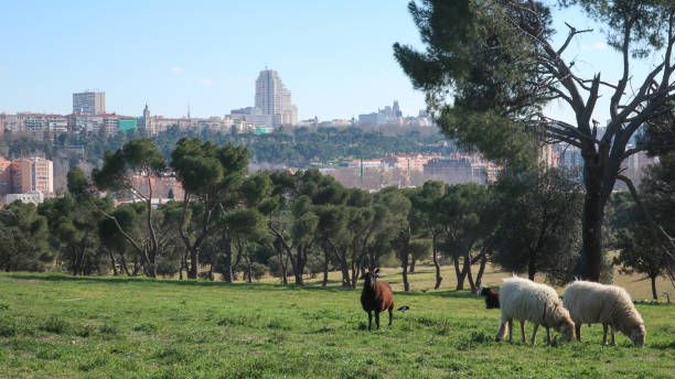 pastoreio de ovelhas casa de campo madrid - casa de campo - fotografias e filmes do acervo