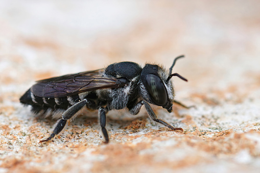 Closeup on a female of the Apical Leafcutter Bee, Megachile apicalis warming up on a stone