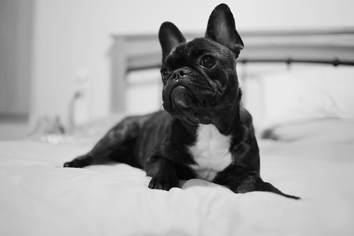 A grayscale shot of a black French bulldog on a bed