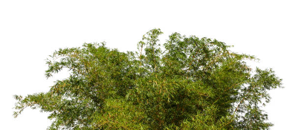 istock Bamboo. Isolated tree on white background. Images of high resolution bamboo bush shrub tree for design or graphic work 1466323752