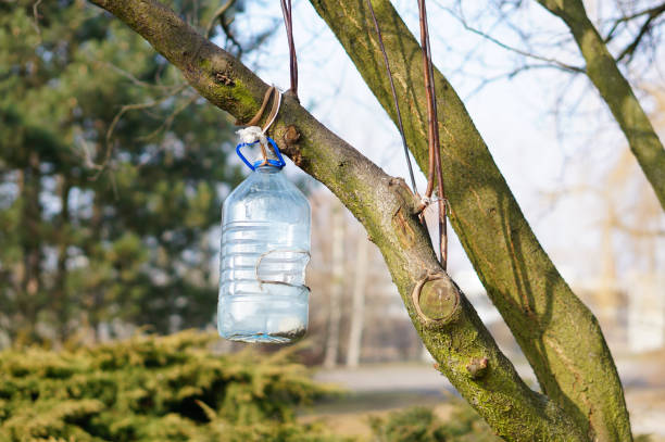 istock Cut plastic bottle with food hanging on the tree branch for feeding birds 1466323763